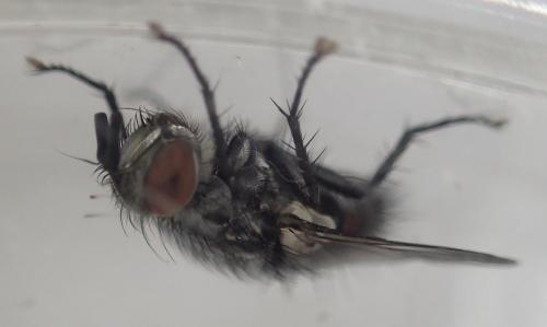 Réf. 309 932 : Exorista sp.